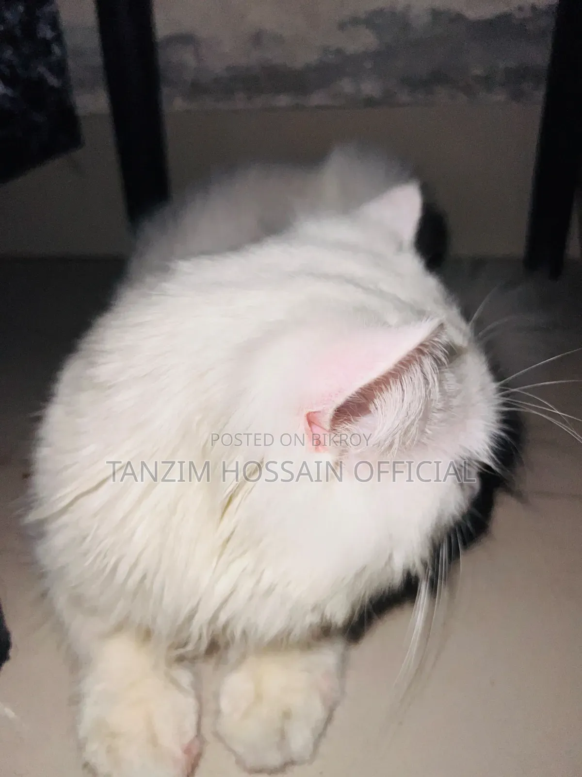 1+ Year Male Purebred Persian