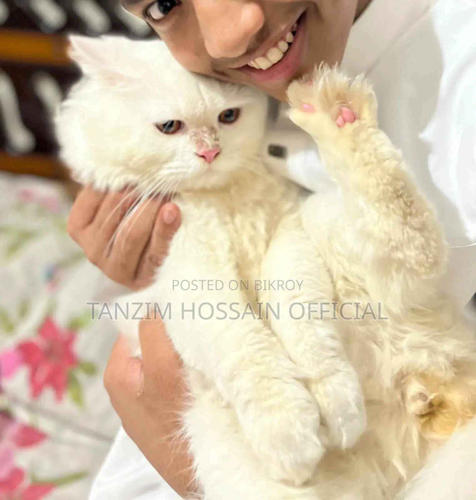 1+ Year Male Purebred Persian