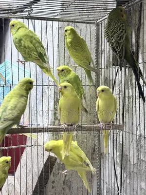 Budgerigar New Adult