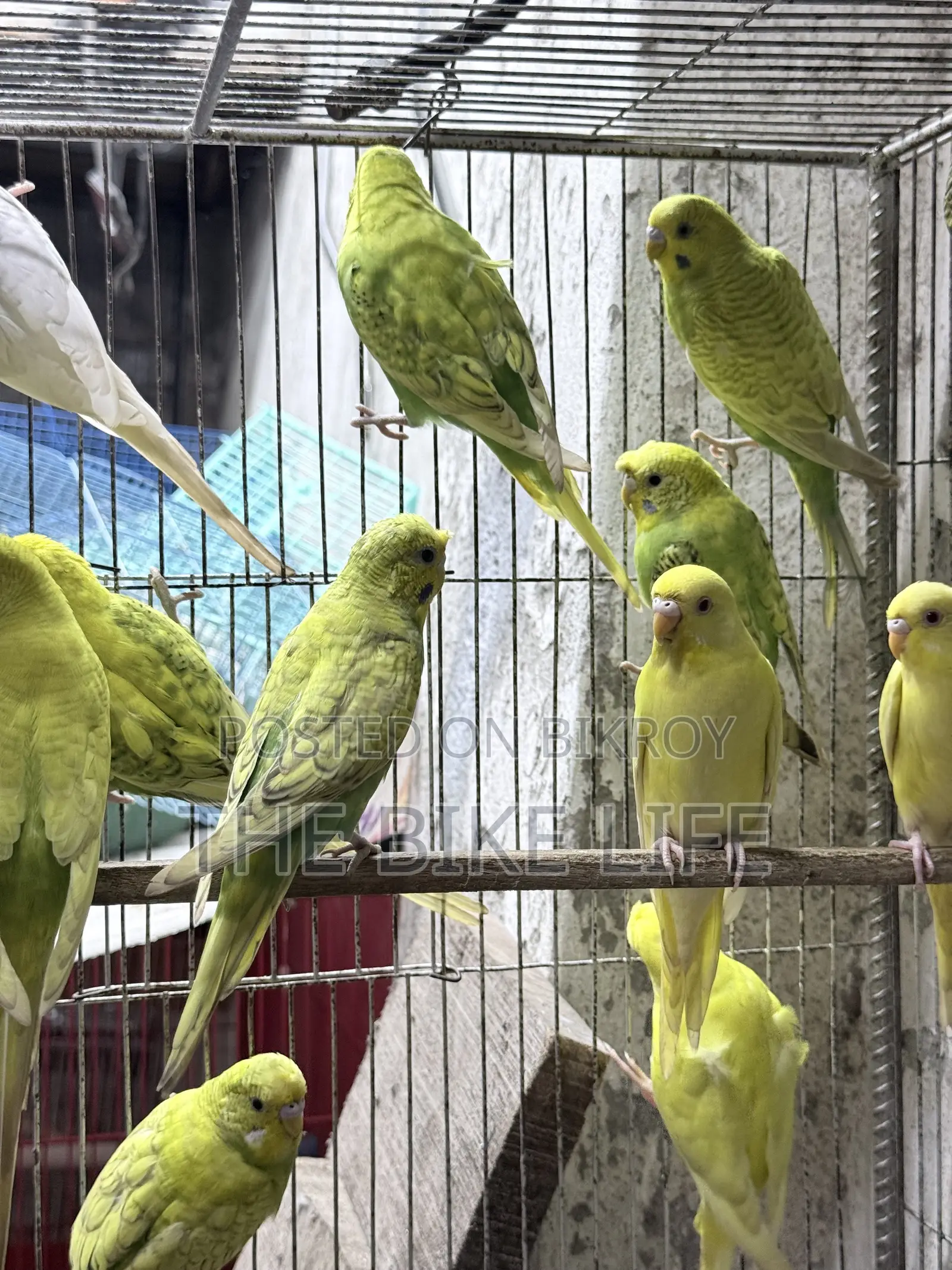 Budgerigar New Adult