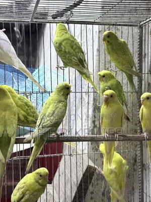 Budgerigar New Adult