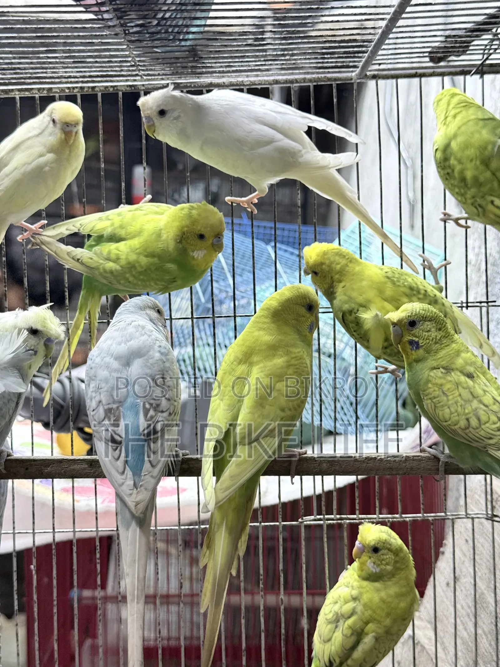 Budgerigar New Adult