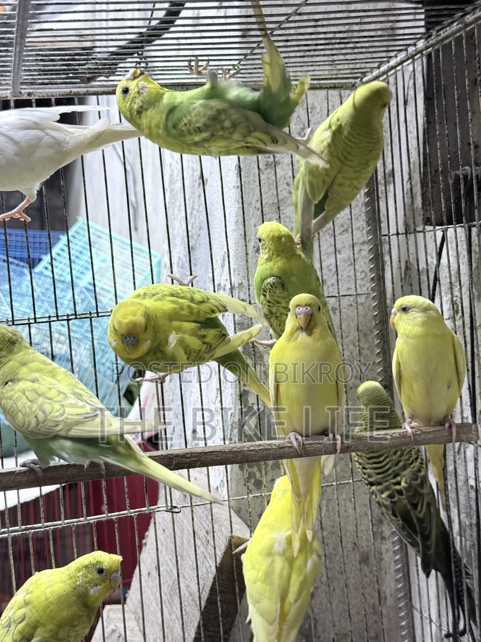 Budgerigar New Adult