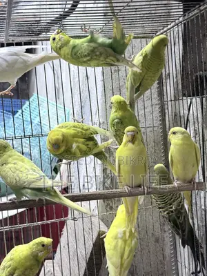 Budgerigar New Adult