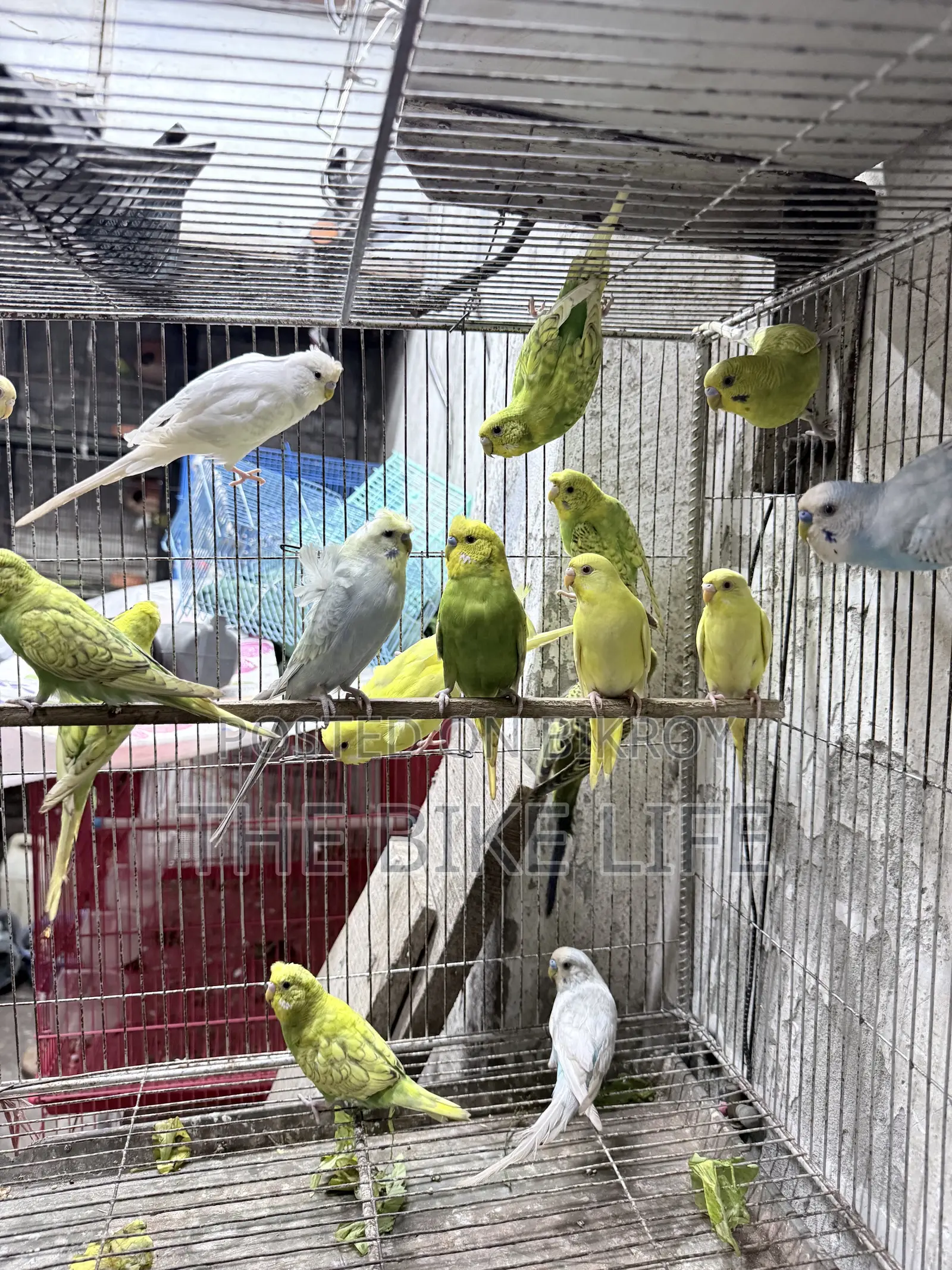 Budgerigar New Adult