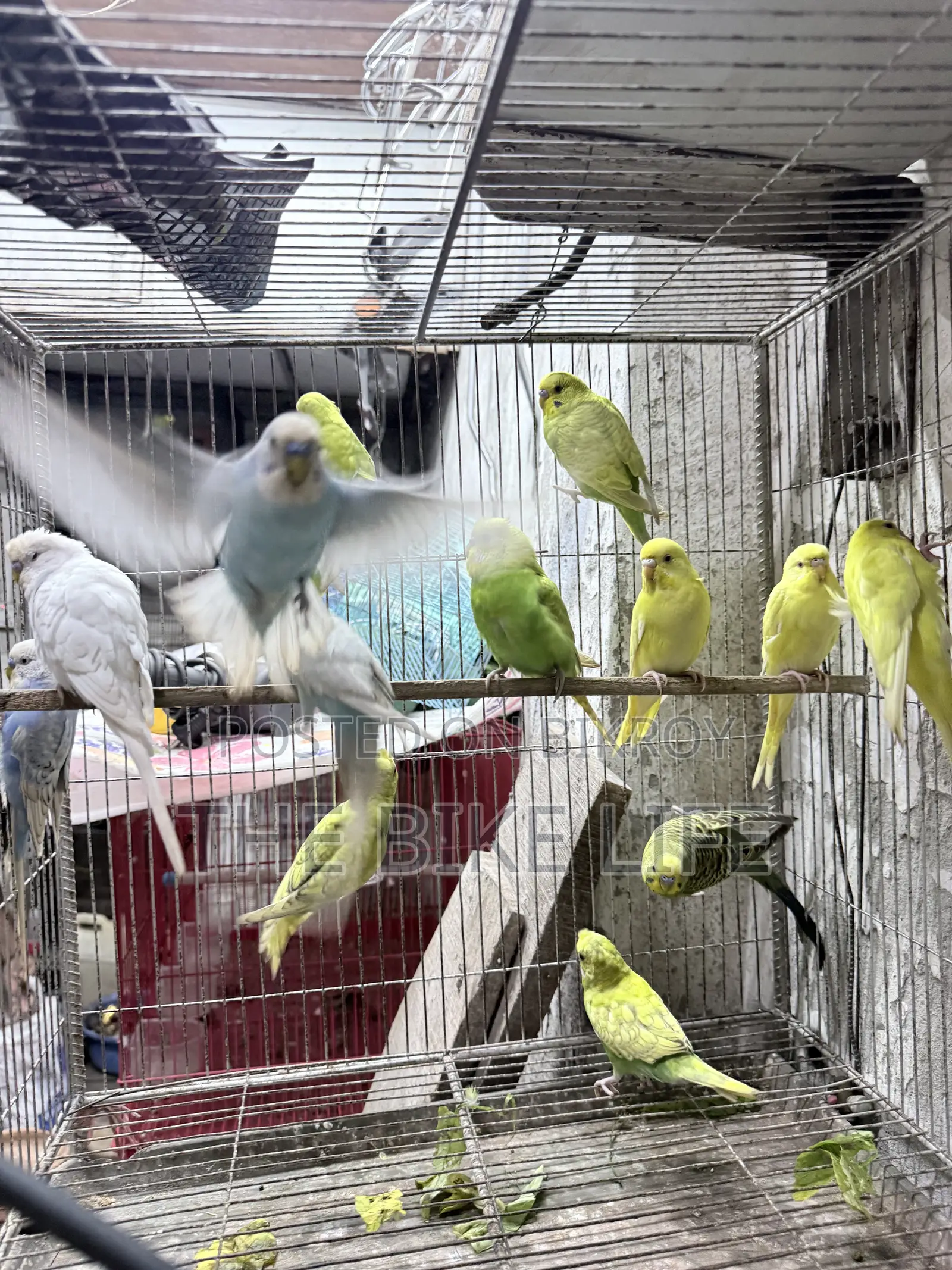 Budgerigar New Adult