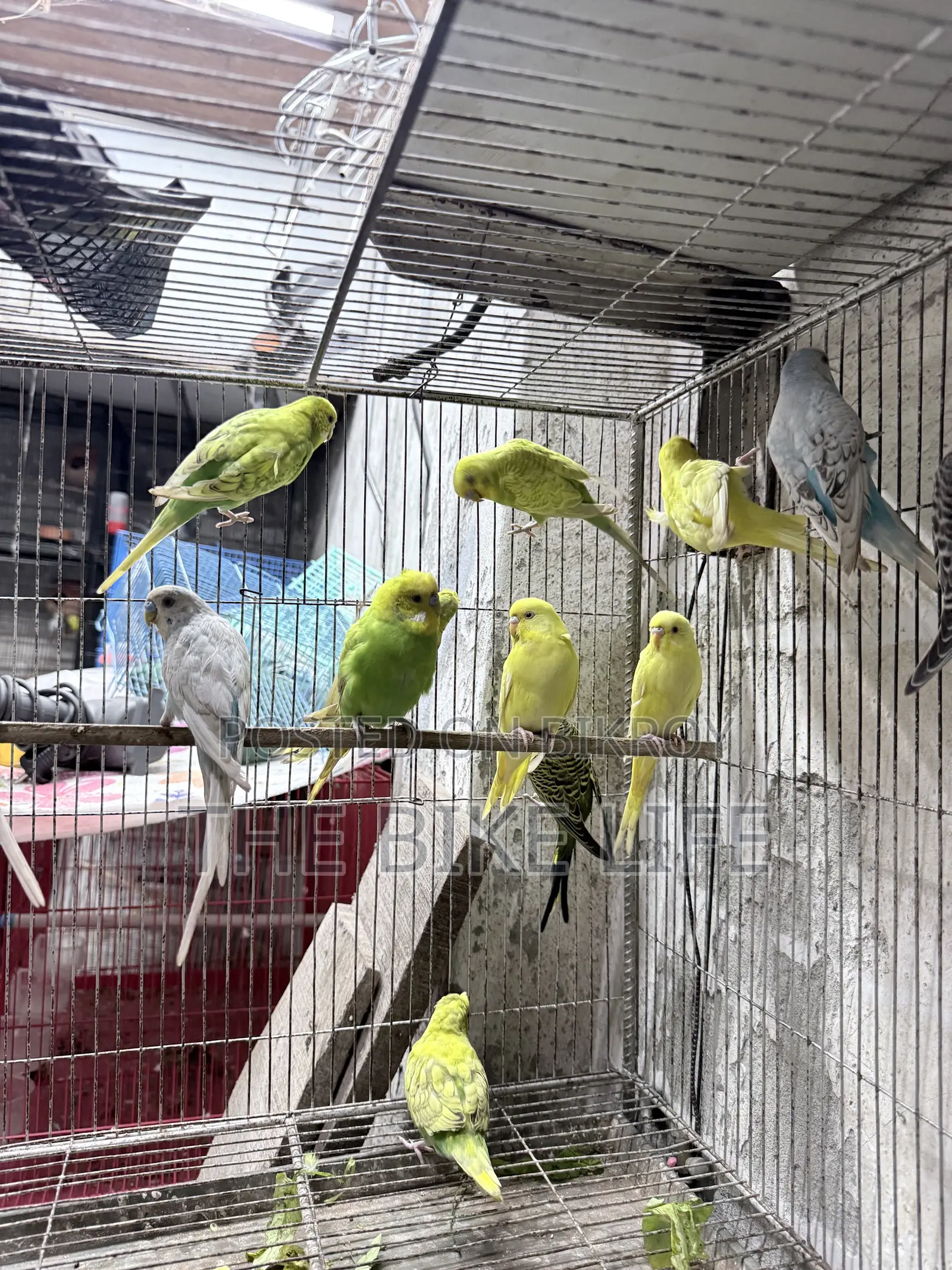 Budgerigar New Adult