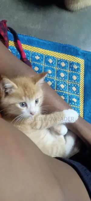 1-3 Months Female Mixed Breed Persian