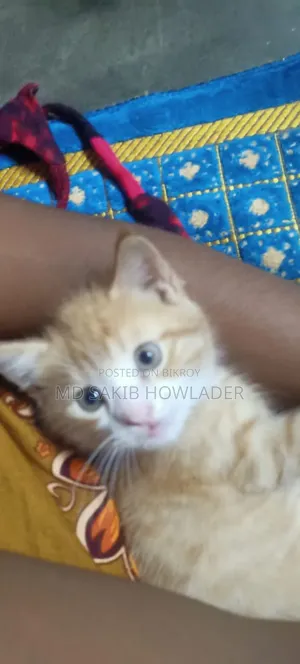 1-3 Months Female Mixed Breed Persian