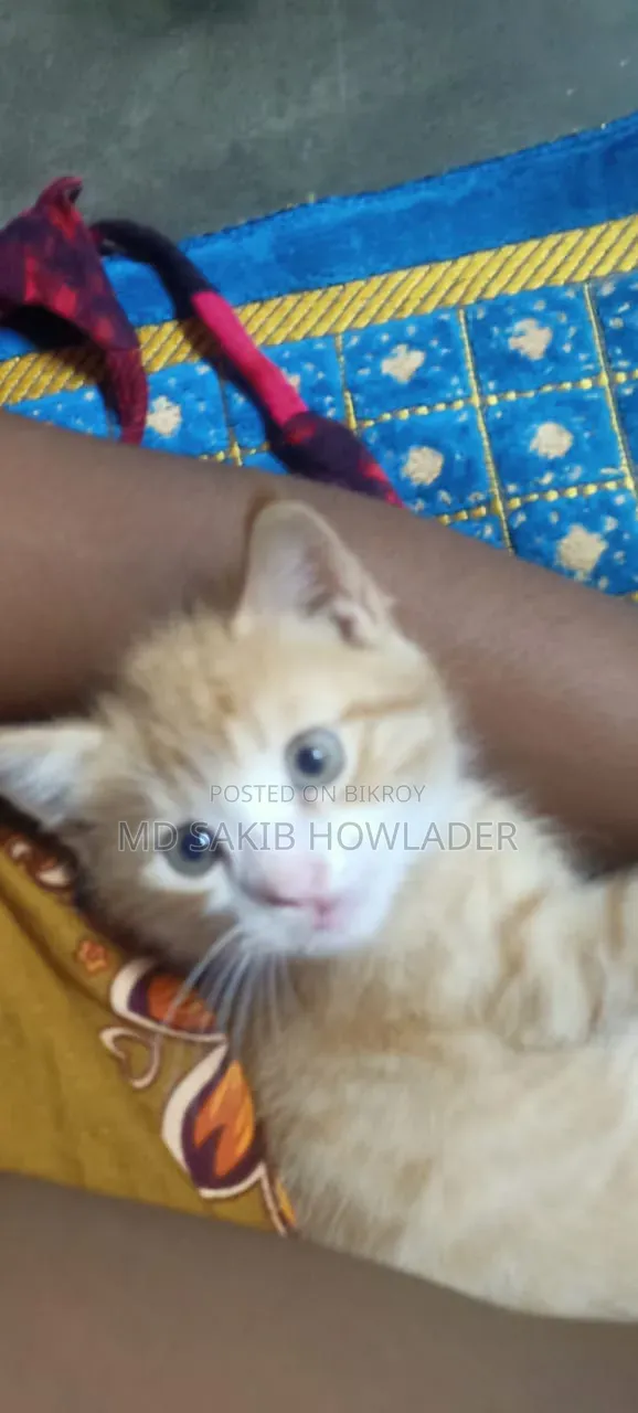 1-3 Months Female Mixed Breed Persian