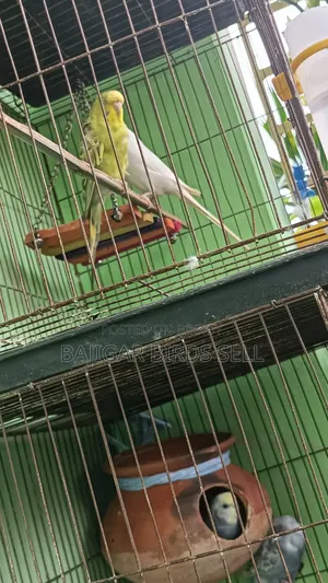 Running Bajigar Pair