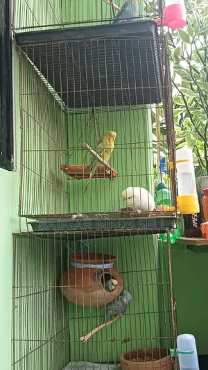 Running Bajigar Pair