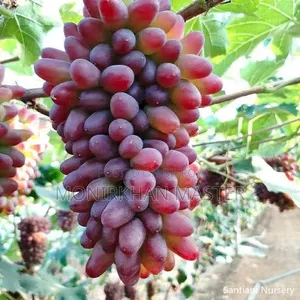 ফল ধরা আঙ্গুর গাছ বিক্রি হবে