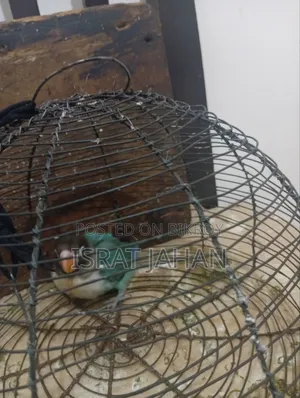 লাভ বার্ড