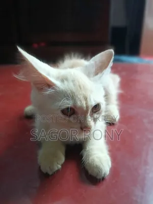 3-6 Months Female Purebred Persian