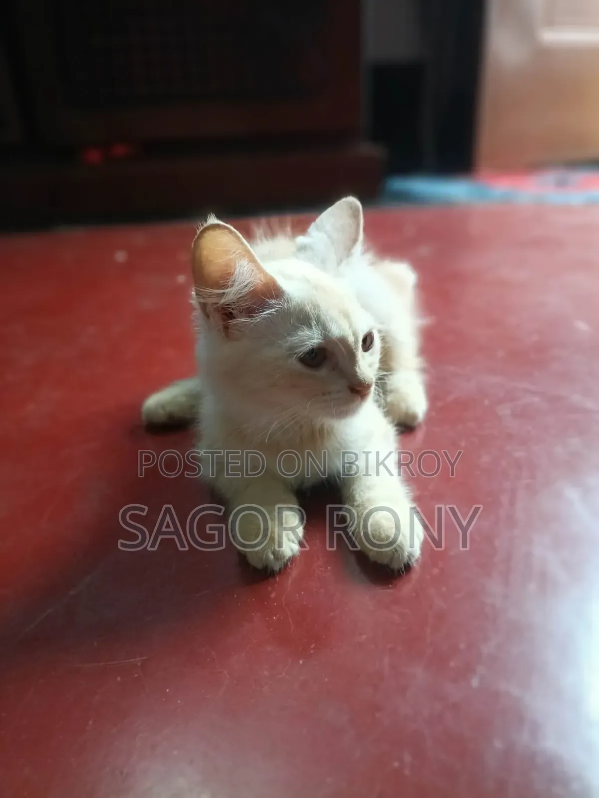 3-6 Months Female Purebred Persian