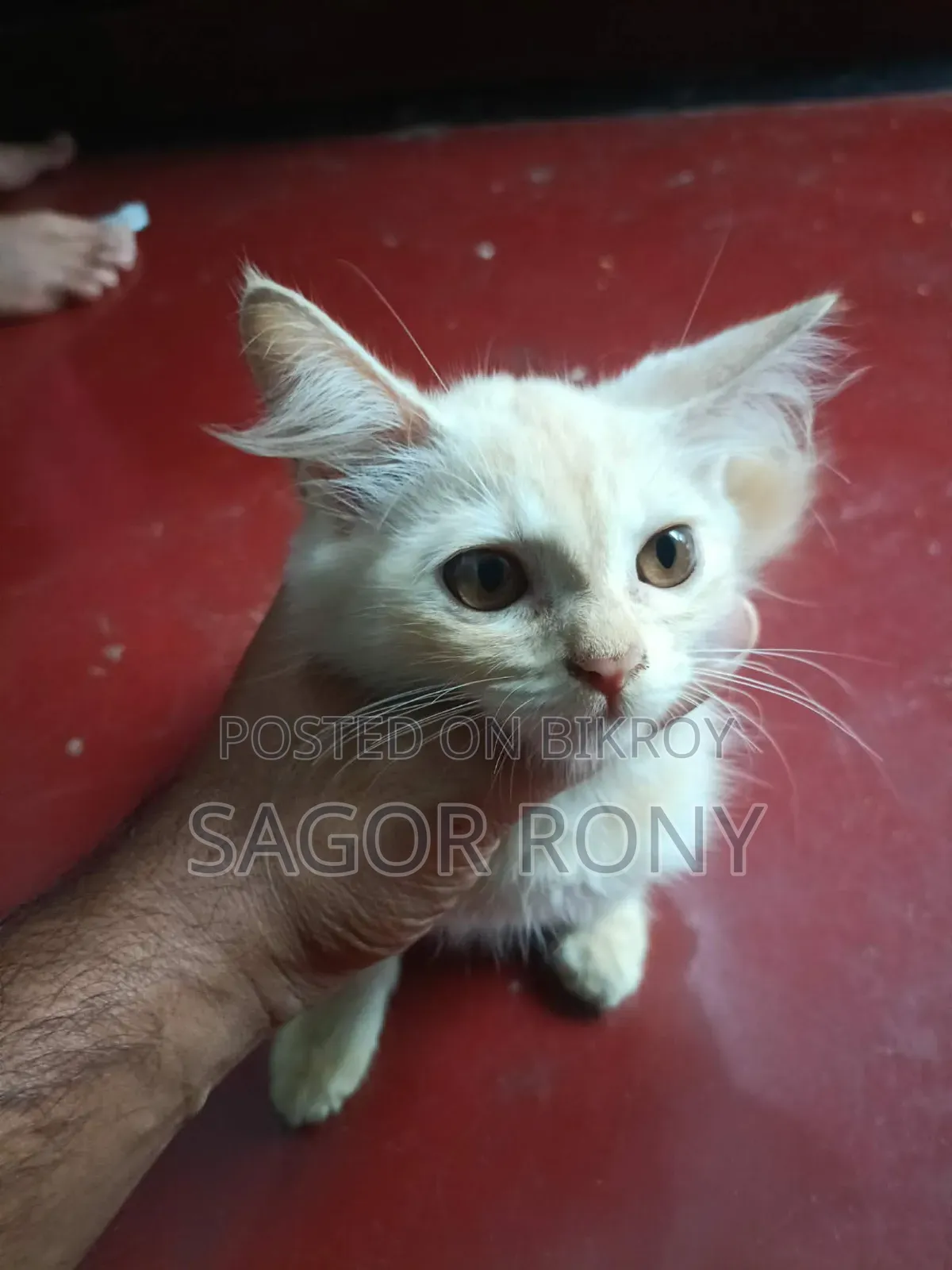 3-6 Months Female Purebred Persian