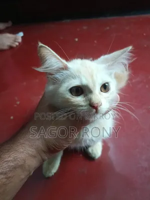 3-6 Months Female Purebred Persian