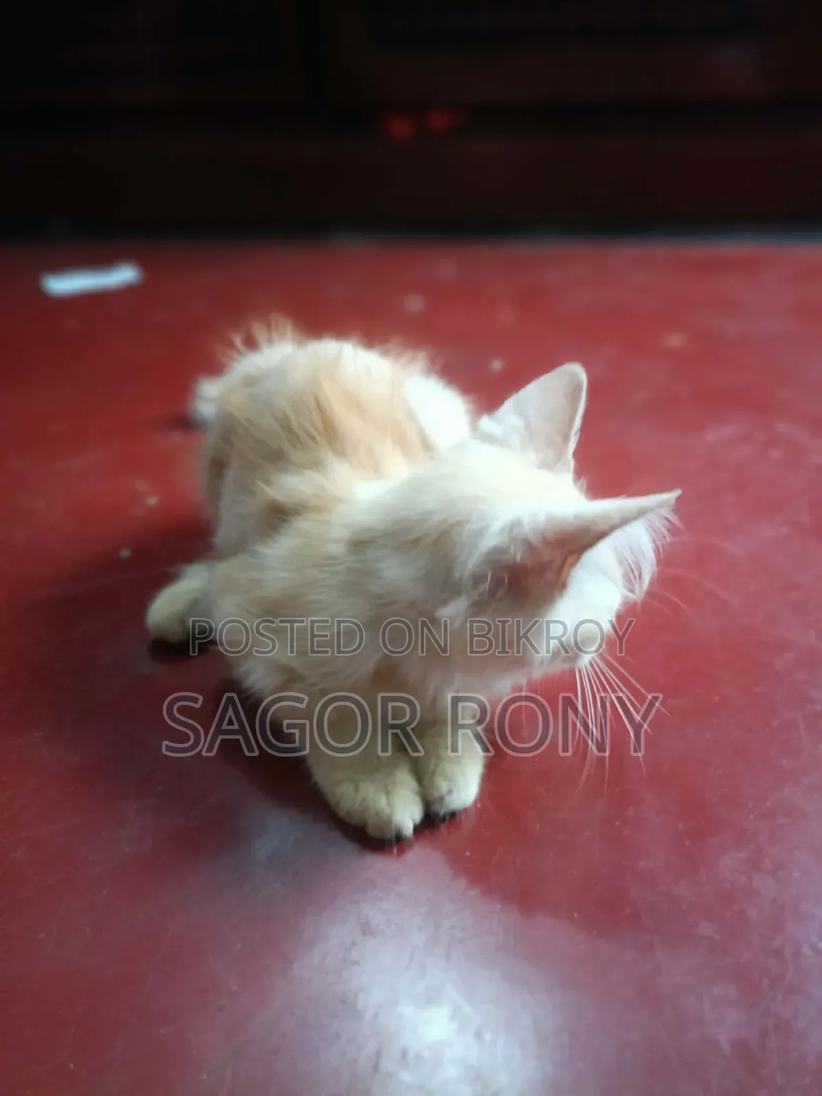3-6 Months Female Purebred Persian