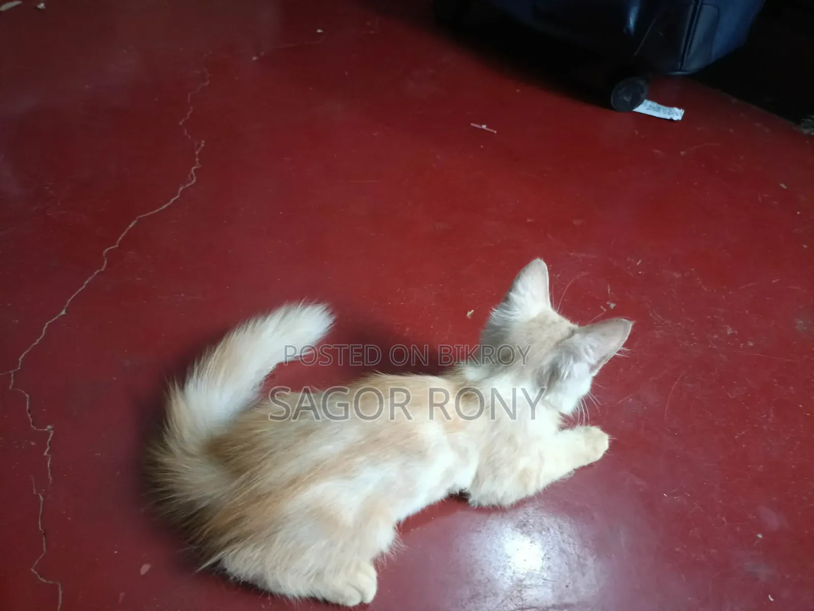 3-6 Months Female Purebred Persian