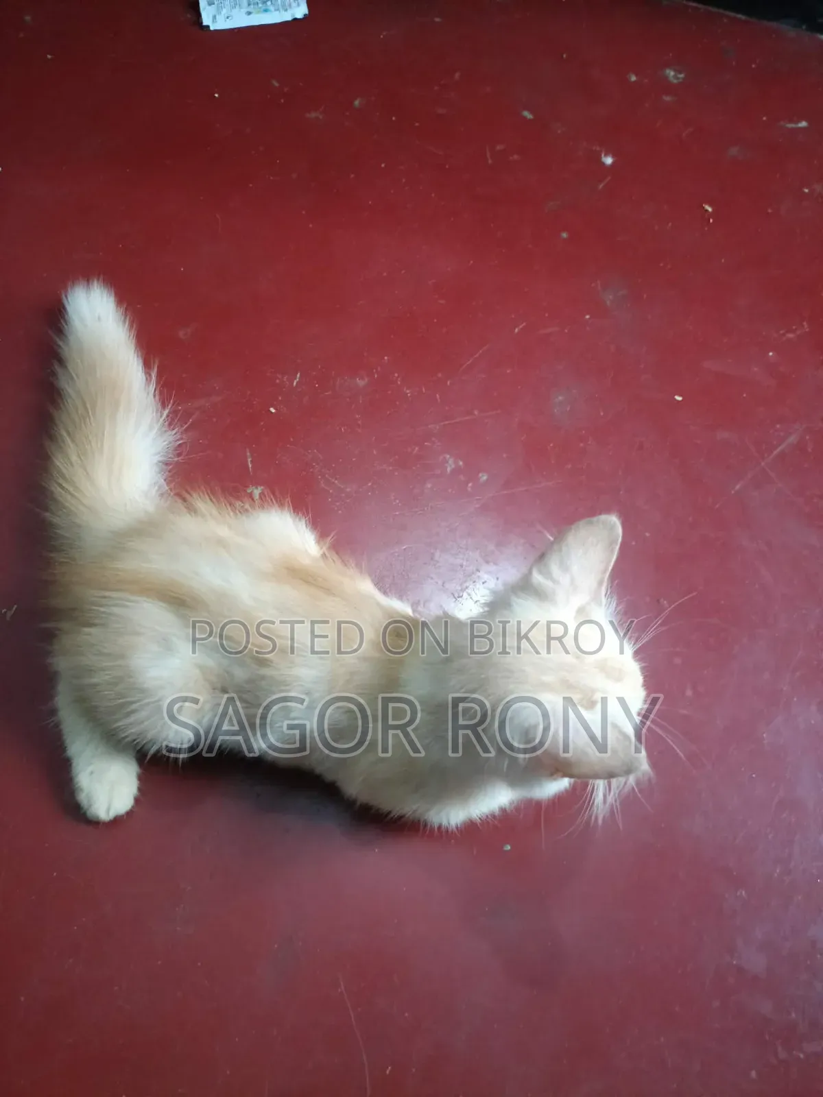 3-6 Months Female Purebred Persian