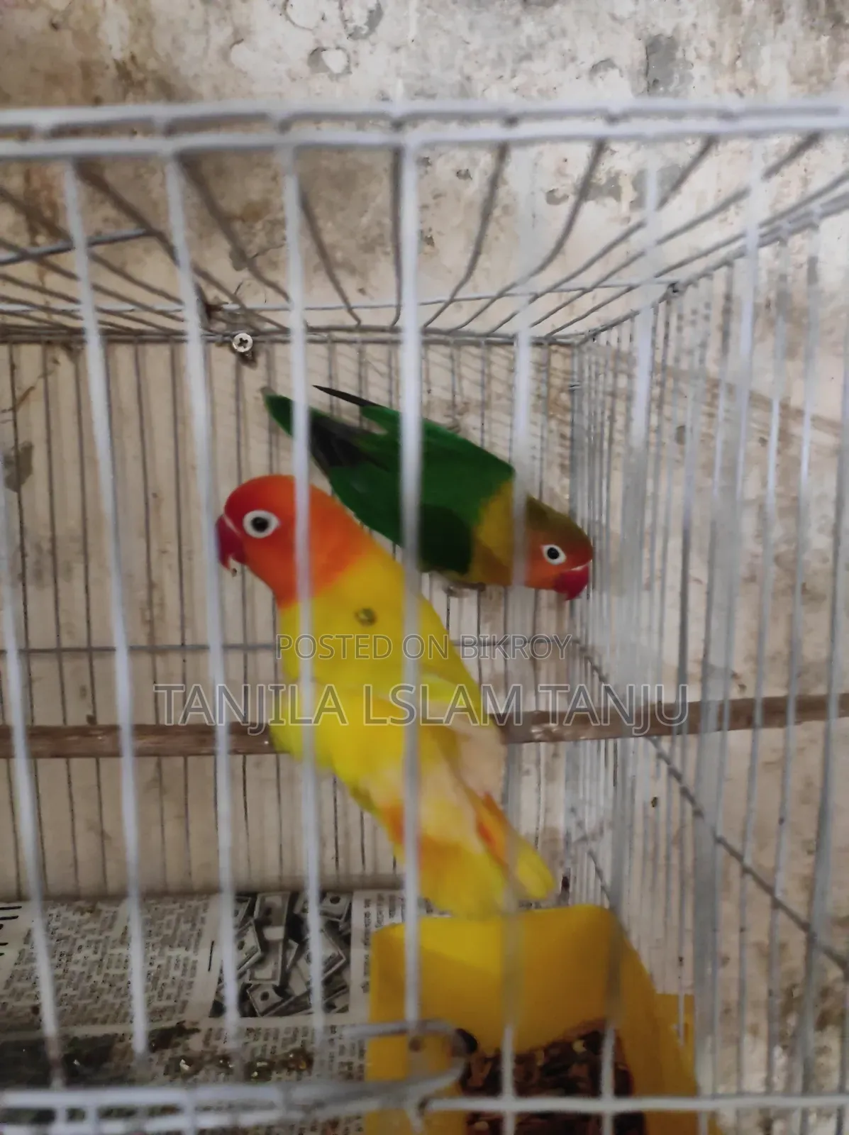 Lovebird, Running Pair