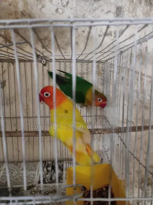 Lovebird, Running Pair