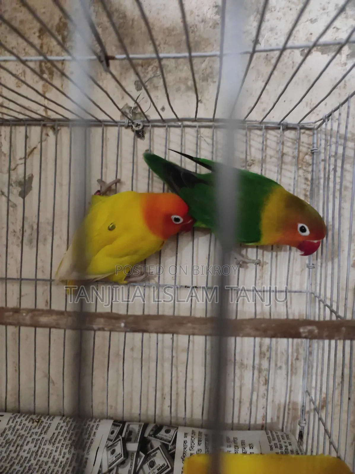 Lovebird, Running Pair