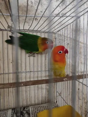 Lovebird, Running Pair