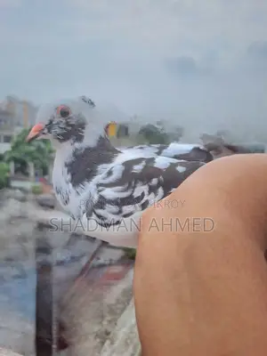 রাজশাহী গিরিবাজ কবুতর