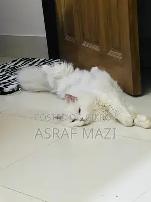 6-12 Months Female Purebred Persian
