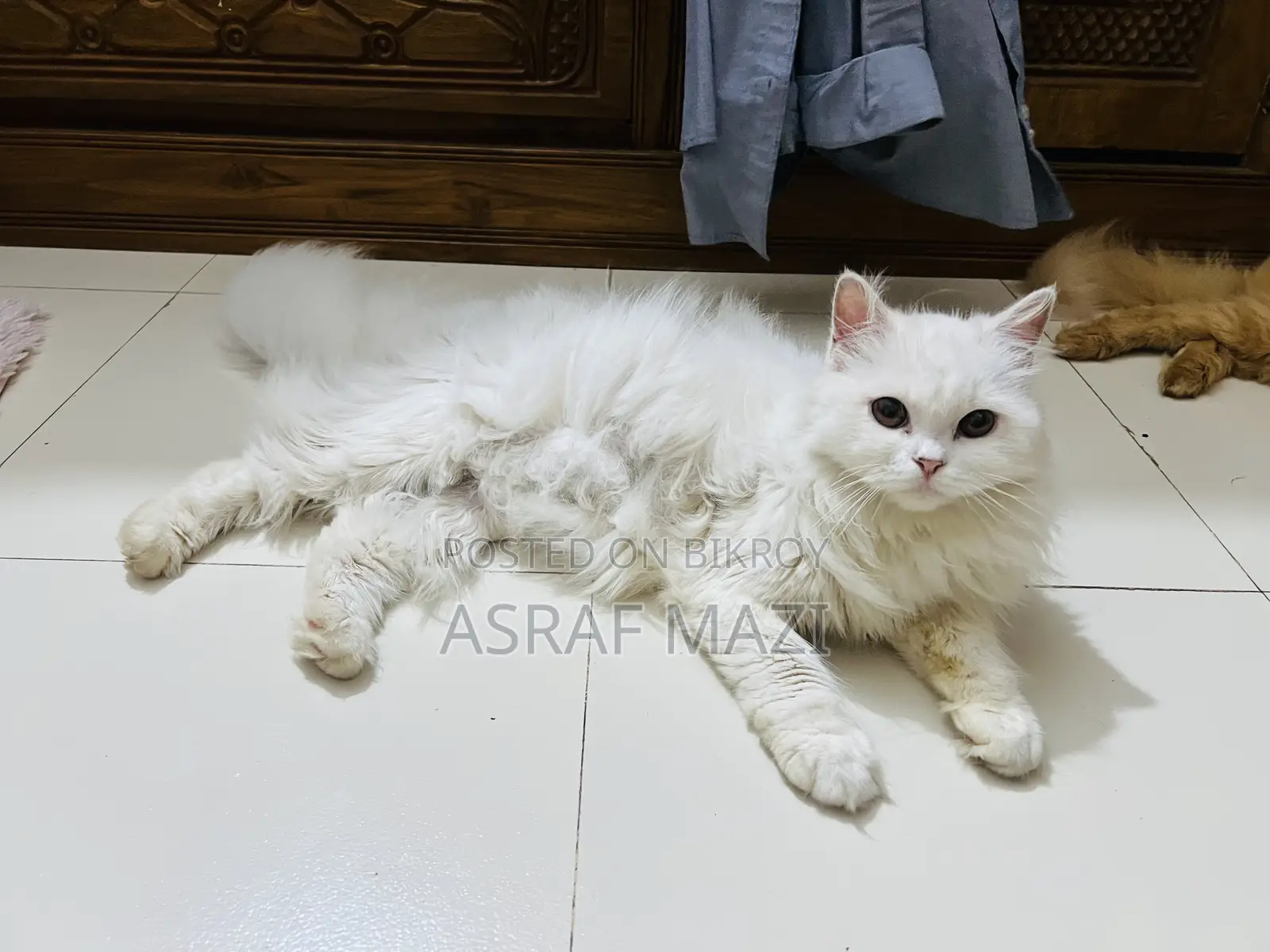 6-12 Months Female Purebred Persian