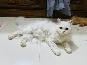 6-12 Months Female Purebred Persian