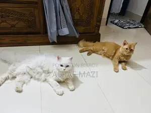 6-12 Months Female Purebred Persian