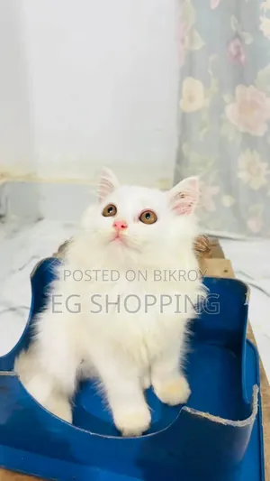 1-3 Months Male Purebred Persian Cat