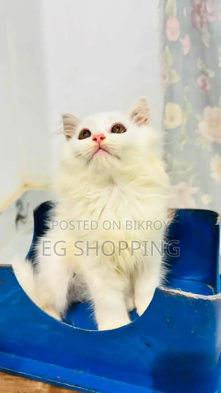 1-3 Months Male Purebred Persian Cat