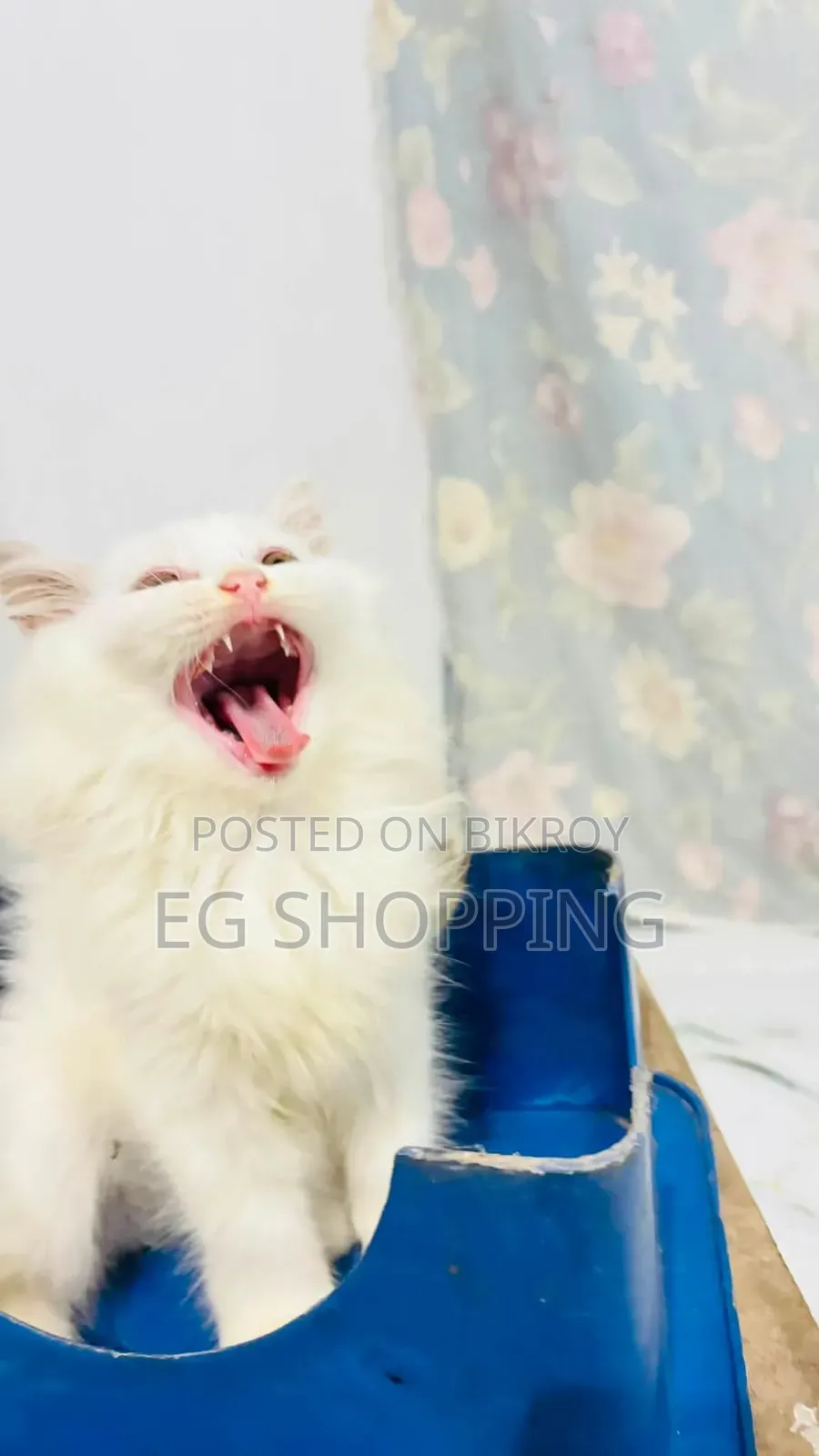 1-3 Months Male Purebred Persian Cat