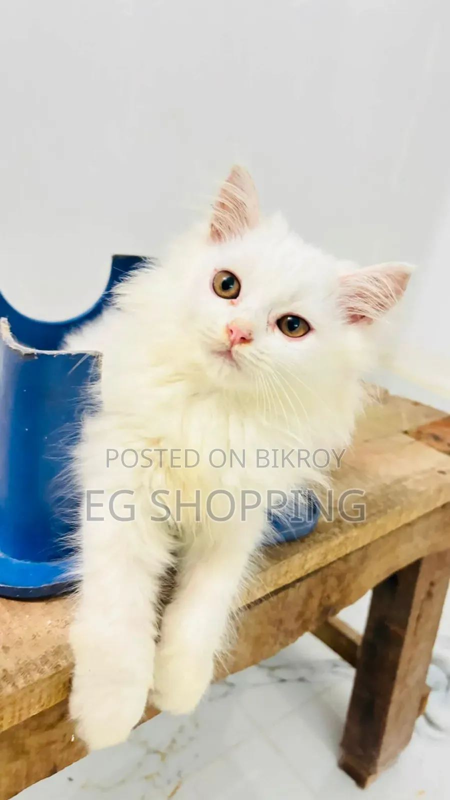 1-3 Months Male Purebred Persian Cat