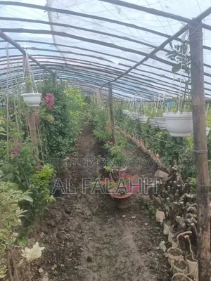 বাগান বিলাসের চারা