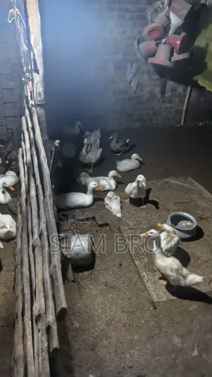 হাঁস বিক্রি হবে