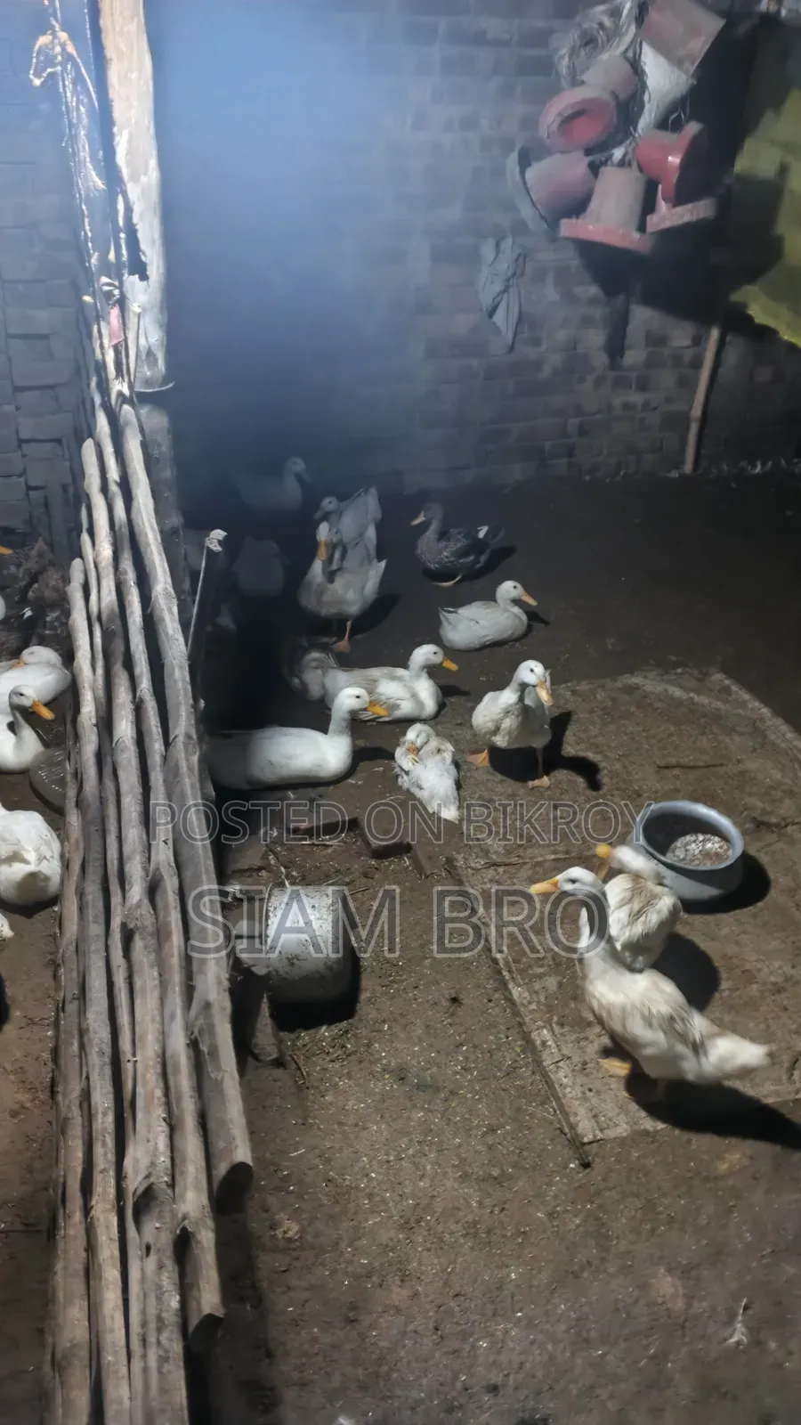 হাঁস বিক্রি হবে