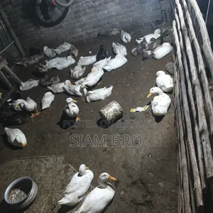 হাঁস বিক্রি হবে