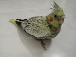 Pied Cockatiel Baby Ready for Sale
