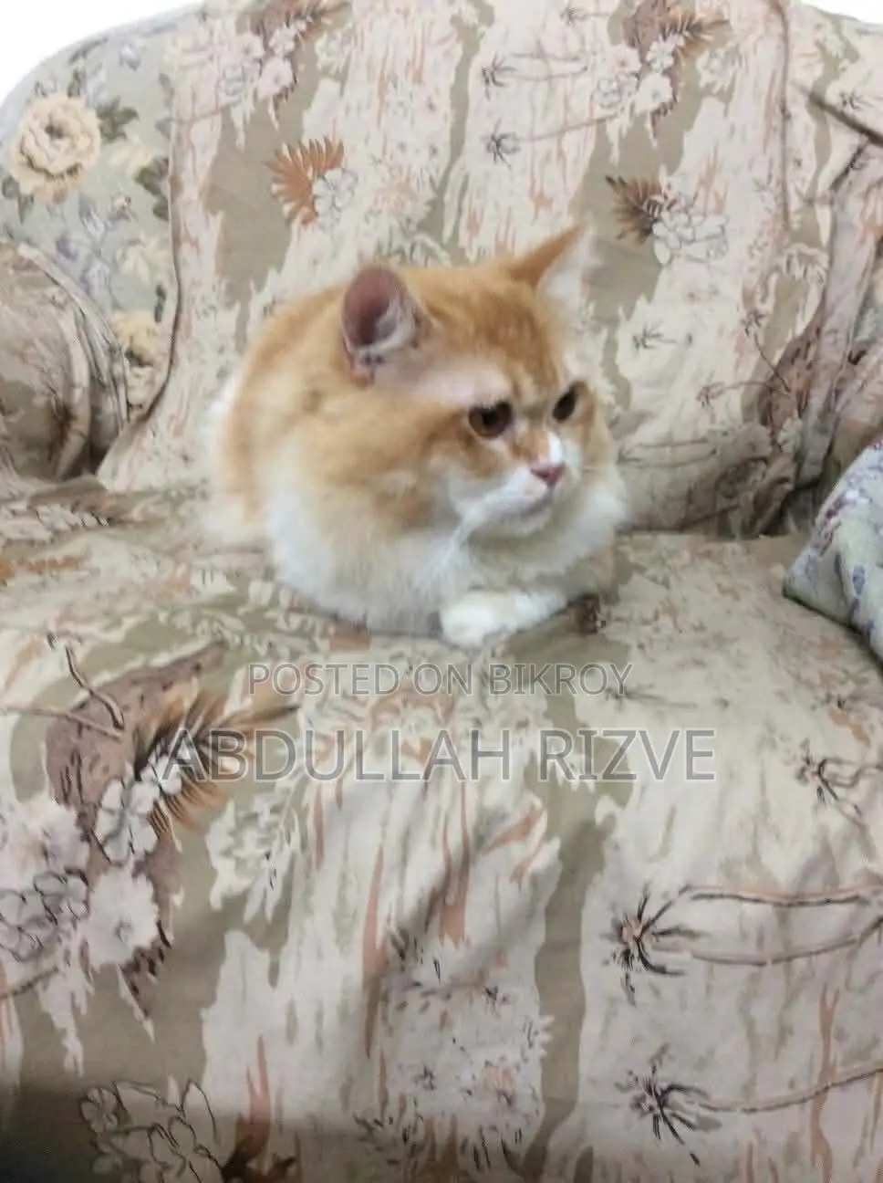 6-12 Months Male Mixed Breed Persian
