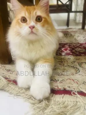 6-12 Months Male Mixed Breed Persian