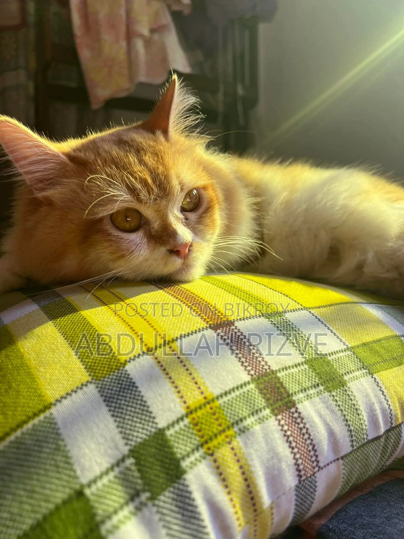 6-12 Months Male Mixed Breed Persian