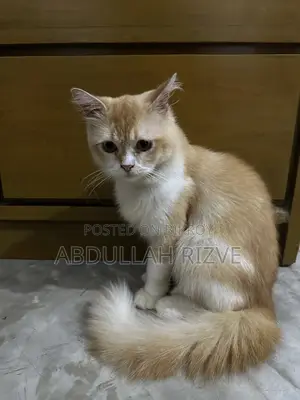 6-12 Months Male Mixed Breed Persian