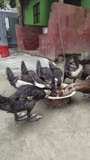 3-month-old Chinese ducks