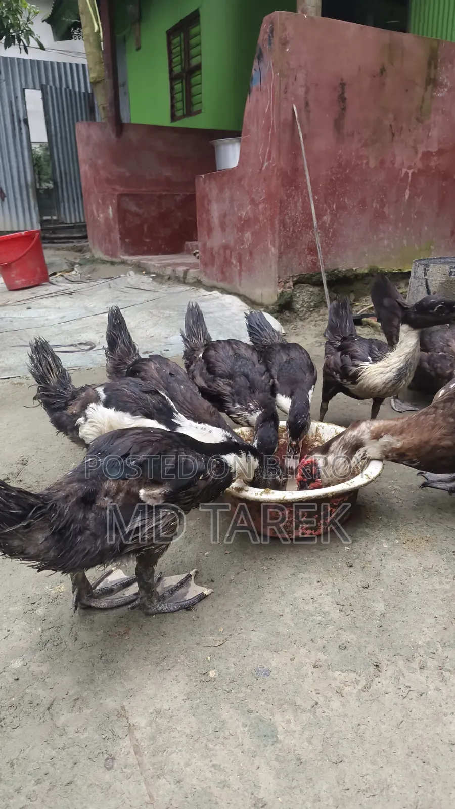 3-month-old Chinese ducks