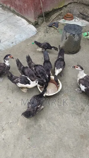 3-month-old Chinese ducks